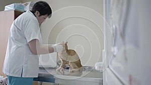 Mature female veterinarian in white gown cleaning eyes of cute obedient ginger cat holding his muzzle with her gloved