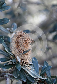 Mature flower head and foliage of the Coast Banksia, Banksia integrifolia, family Proteaceae photo