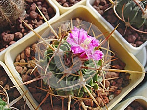 Mature flowering cactus Stenocactus lamellosus SB111 photo