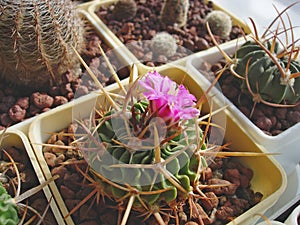 Mature flowering cactus Stenocactus lamellosus SB111 photo