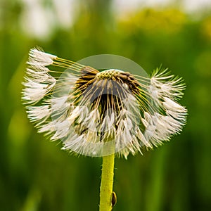 Mature fluffy dandelion, wet after the rain. summer scene after rain.