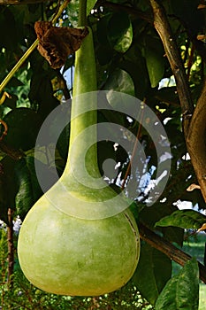 Mature fruit of bottle gourd plant, also called Calabash, latin name Lagenaria Siceraria