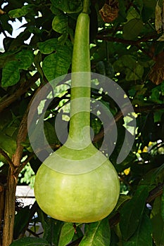 Mature fruit of bottle gourd plant, also called Calabash, latin name Lagenaria Siceraria