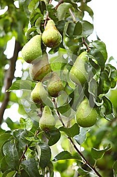 Mature fruit in the branch of a tree