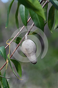 mature fruit of the eastern Australian native woody pear, Xylomelum pyriforme, family Proteaceae