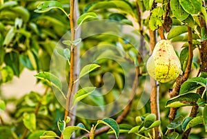 Mature fruit of the pear tree canopy