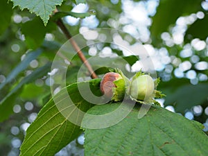 Mature fruits of hazelnut. Hazelnut tree canopy, with young fruit photo