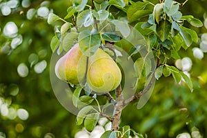 Mature fruits pears