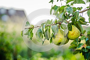 Mature fruits pears