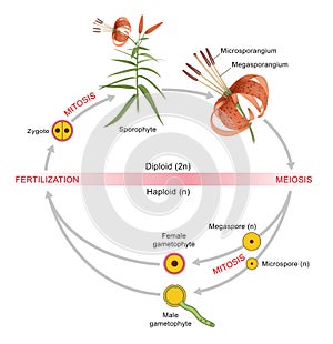 Plant life cycle. Alternation of generations between a diploid sporophyte and a haploid gametophyte photo