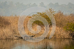 Mature Gharial or Gavialis gangeticus in natural scenic background basking in winter season near ramganga river shore at dhikala