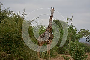 Mature giraffe with notable dark skin.