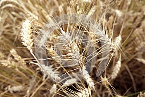 Mature gold ears of wheat