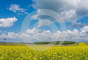 Mature golden rape flowers