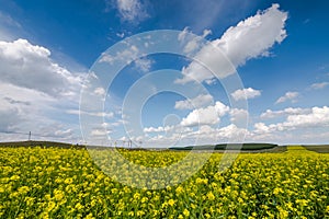 Mature golden rape flowers