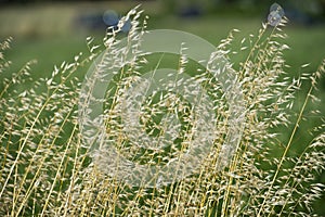 Mature Grain wheat field