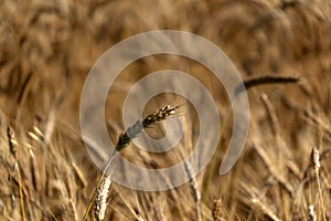 Mature Grain wheat field spike ear head