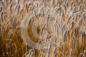 Mature Grain wheat field spike ear head