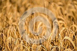 Mature Grain wheat field spike ear head