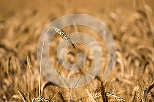 Mature Grain wheat field spike ear head