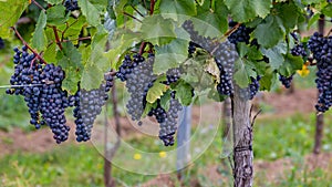 Mature grapes in autumntime in Austria, Burgenland