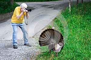 Mature Gray Haired Male Photographer Shooting a Turkey