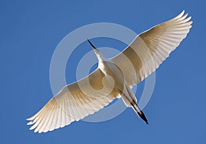 Mature Great White Egret flies above with fully stretched wings and bright blue sky