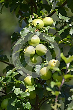 Mature green apples on a branch (Malus domestica)