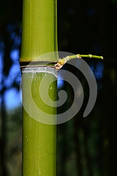 Mature green bamboo stalk in bamboo forest with small side leafless branch growing from node.