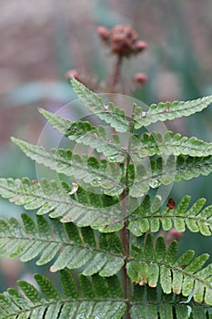 Mature green fern with unfurling pink fern in background