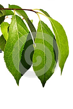 Mature green leaves of small Chinese traditional medicine tree Eucommia Ulmoides on white background