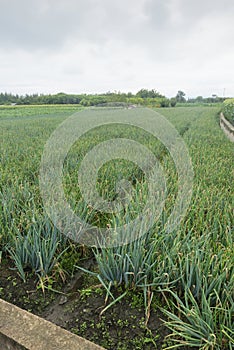 mature green onion in farm