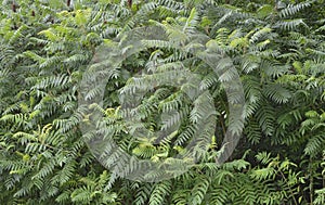 Mature growing ferns as a background image