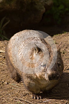 Mature Hairy-Nosed Wombat