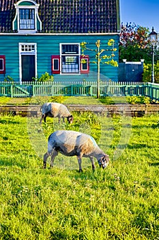 Mature Highbred Sheep Pasturing on Green Grass Outdoors