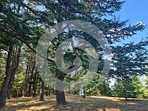Mature Himalayan Cedar trees in a forest