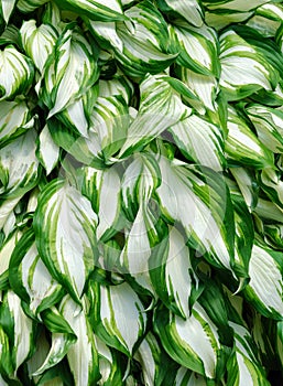 Mature Hosta Leaf Background