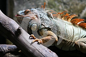 Mature iguana