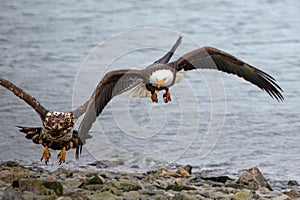 Mature and immature bald eagles flying low in coastal Alaska USA