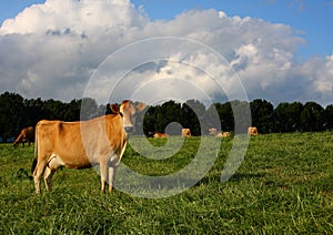 Mature Jersey Cow in Kikuyu Field