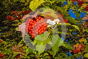 Mature juicy berries.Kalyna with green leaves