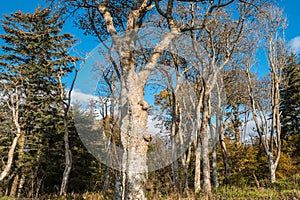 Mature Knarly Scottish Trees in Autumn