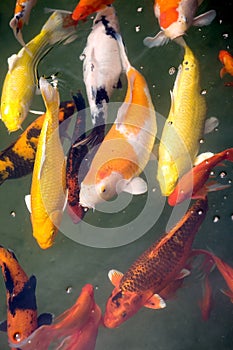 mature Koi carp in a tropical pond