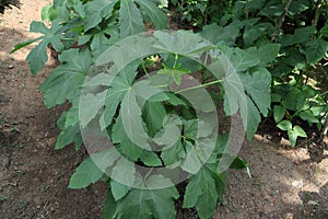 A mature Ladies\' fingers or Okra plant in the home garden ready for flowering
