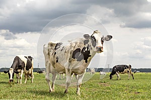 Mature large black and white cow Friesian Holstein, looking thoughtfully suspicious, in front of a group of cows grazing in the