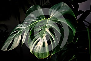 Mature leaf of tropical \'Monstera Deliciosa\' houseplant with fenestration and holes. Generative AI photo