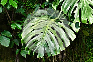 Mature leaf of tropical `Monstera Deliciosa` houseplant photo