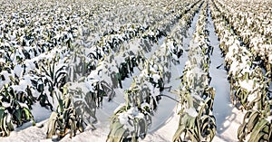 Mature leek plants in the snow