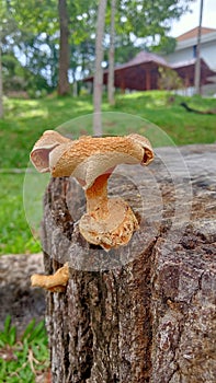mature lentinus that evolved on a piece of wood photo