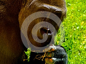 Mature lowland gorilla